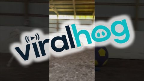 Impatient Hoof Puppy Can't Wait to Play With Giant Ball || ViralHog
