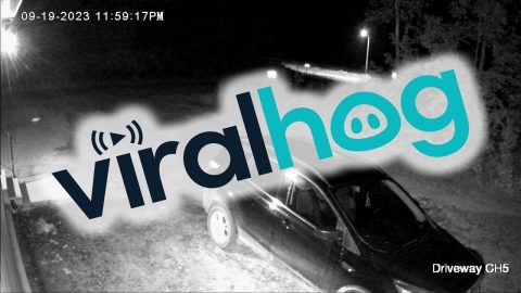 Bayfield Bears Open Car Door || ViralHog