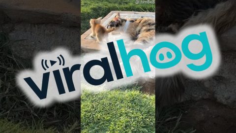 Twin Kittens Emerge From Hole || ViralHog