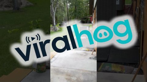 Cyan Caught Slipping In The Yard || ViralHog