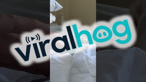 This Bird Thinks He Is a Cat || ViralHog