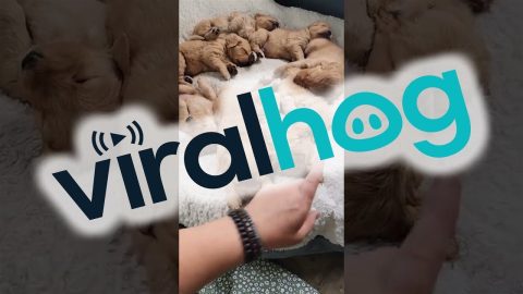 Adorable Golden Puppies Nap Together || ViralHog