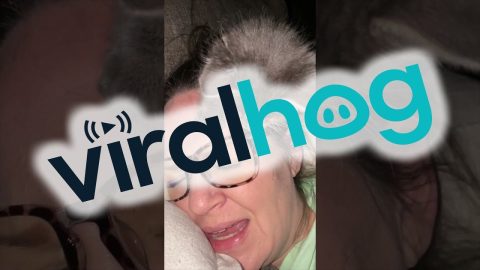 No Rest When You Have a Kitten || ViralHog