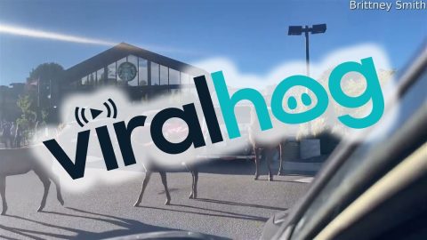 Herd of Elk Pass Through Starbucks Parking Lot || ViralHog