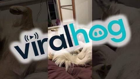 Dog Boops Its Friend || ViralHog