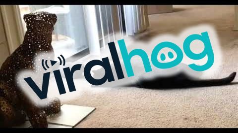 Cat Meets His Baby Sister || ViralHog