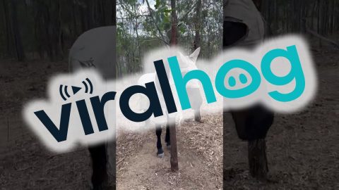 Horse Trapped On A Tree || ViralHog