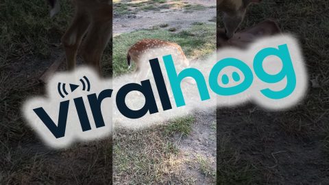 Deer Grooms A Dog || ViralHog