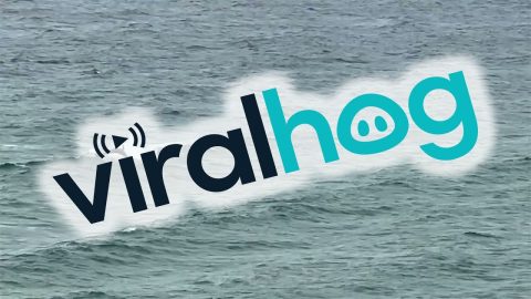 Dolphin Pod Plays in the Waves || ViralHog