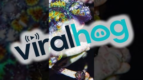 Colorfully Camouflaged Crabs || ViralHog