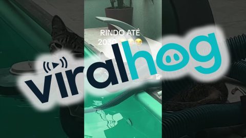 Cat Has Poolside Hammock || ViralHog
