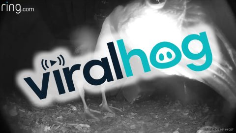 Goose Wants Some Privacy || ViralHog