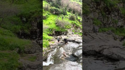 Dog Rides A Natural Waterslide || ViralHog
