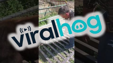 Rescuing A Trapped Calf || ViralHog