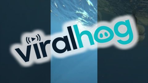 A Swim With A Calf Whale || ViralHog
