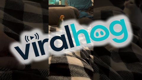 Parrot And Cat Play As Unlikely Friends || ViralHog