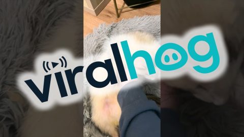 Sleepy Ferret Is Floppy || ViralHog