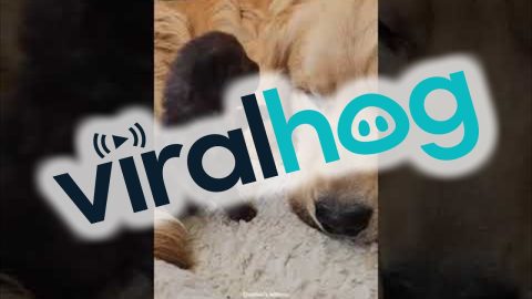 Golden Retriever And Kittens: The Cutest Blended Family || ViralHog