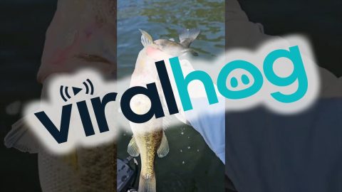 Bass Stuck In Bigger Bass's Mouth || ViralHog