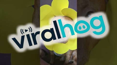 Pitbull Wears Pretty Flower Headdress || ViralHog