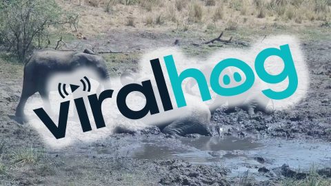 Elephant Helping An Elephant Get Unstuck || ViralHog