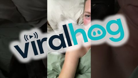 Snoring Staffy Has Comfortable Snooze || ViralHog