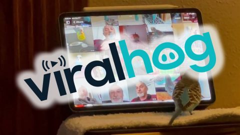 Bird Admires Pictures Of Himself || ViralHog