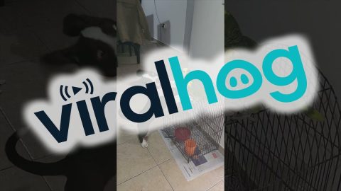 Pup and Parrot Play || ViralHog