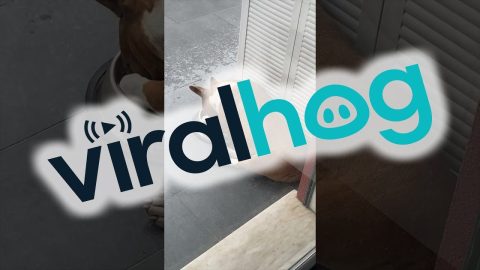 Bull Terrier Takes a Nap in Food Bowl || ViralHog