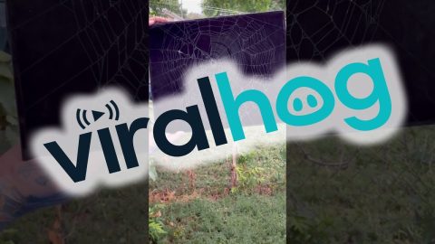 Preserving an Abandoned Spiderweb || ViralHog