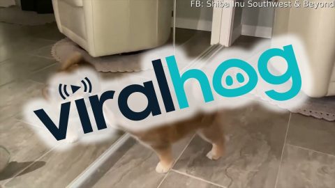 Shiba Inu Puppy Sees His Reflection For First Time || ViralHog