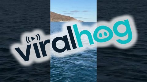 Polar Bear Encountered Swimming Far From Shore || ViralHog