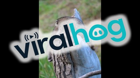 Raccoon Siblings Play On A Stump || ViralHog