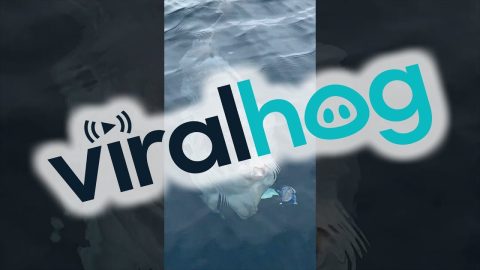 Mola Mola Eating Jellyfish Lunch || ViralHog