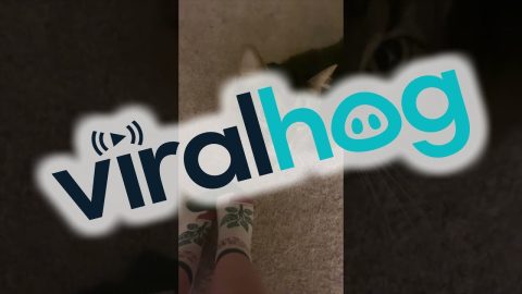 First-Time Cat Owner Learns a Valuable Lesson || ViralHog