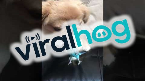 Pup and Parakeet Are Pals || ViralHog