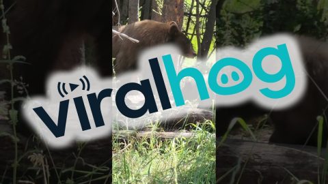 Charged By A Momma Bear || ViralHog