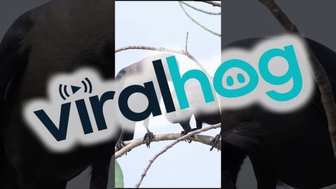 Beautiful Birds Hang Out On A Branch || ViralHog