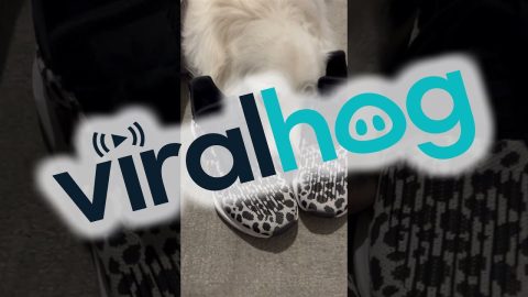 Golden Retriever Guilt Trips For Walks || ViralHog