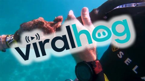 Octopus Sticks to Diver || ViralHog