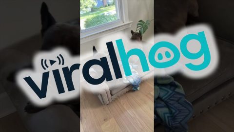 Dogs With An Activation Phrase || ViralHog