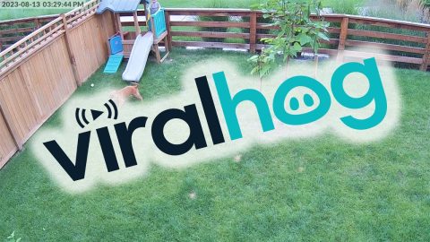Security Camera Captures Slide Zoomies and the Sweetest Laugh || ViralHog