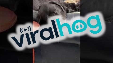 Labrador Long Drool Champion || ViralHog