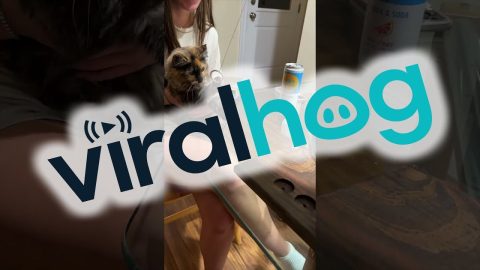 Ring Toss Kitty Wins The Game || ViralHog