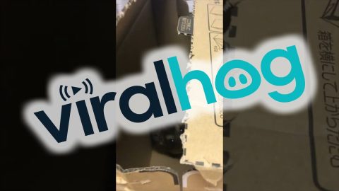 Rock Hyrax Hides in Cardboard Box || ViralHog