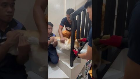 Rescuing a Corgi With His Head Stuck in the Stairs || ViralHog