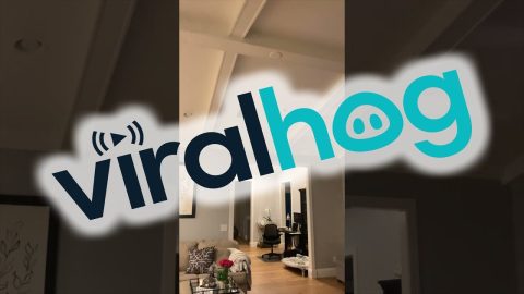 Hummingbird Flies Into Family's Home || ViralHog