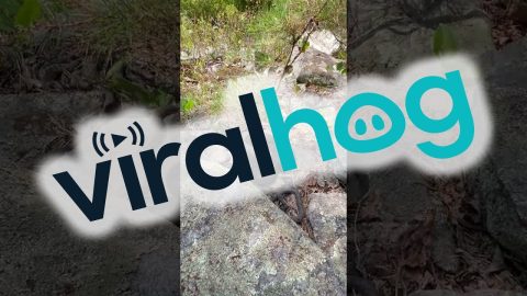 Rattlesnakes Care For Their Young || ViralHog
