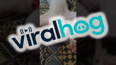 Kitty Too Tired to Move a Muscle || ViralHog