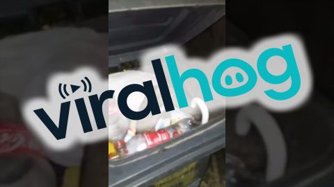 Man Interrupts Rats Having a Moment || ViralHog